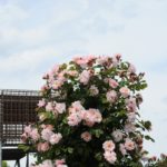バラ祭り(花フェスタ記念公園)　その０４