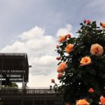 バラ祭り(花フェスタ記念公園)　その０９