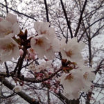 南山公園の桜