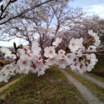 南山公園の桜　再探索