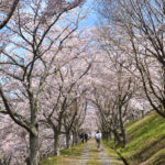 桜(南山公園)